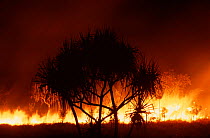 Fire at night in tropical eucalypt forest, Kakadu NP, Australia