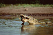 Saltwater crocodile eating file snake, Kakadu NP,  Australia