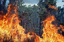 Bush fire at the end of the dry season. Kakadu NP, Northern Territory, Australia
