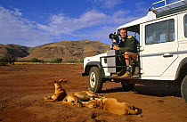 Simon King on location to film dingos; sitting in Land Rover with film camera, dingos sleeping nearby, Australia 1995