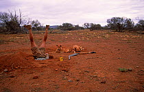 Simon King digging hole beside dingos for filming purposes.