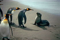 King penguins looking at young fur seal. (Aptenodytes patagoni)