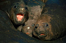 Sothern Elephant Seals in mud wallow, South Georgia