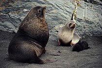 Antarctic fur seal male with female and young pup. Males are much larger than females, often four times their weight.