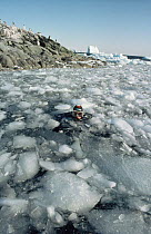David Rootes, assistant on BBC television series Life in the Freezer, amongst brash ice while helping set up remote cameras to film Adelie penguins swimming, 1992