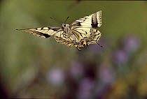Swallowtail butterfly in flight, Germany