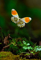 Orange Tip butterfly in flight, Germany (Anthocharis cardamines)