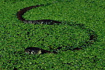 Grass snake swimming in pond covered in pondweed, England,