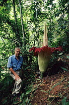 Sir David Attenborough in rainforest with Amorphophallus, the world's largest flower, Sumatra, August 1993, on location for BBC television series 'The Private Life of Plants'