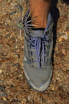 Jumping Cholla Cactus stuck in the leg of a BBC film crew member on location in California, filming for television series "Private Life of Plants", June 1992