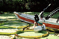 Tim Shepherd filming Royal Water Lilies in Brazil for the BBC series The Private Life of Plants in December 1993. Model released