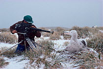 Camerman Ian McCarthy filming Wandering Albatross chick in nest for BBC series Life in the Freezer, 1992, Antarctica