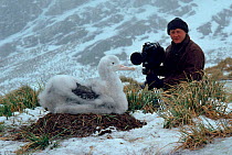 Cameraman Ian McCarthy filming Wandering albatross chick (Diomedea exulans), South Georgia for 'Life in the Freezer'