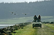 Snow geese imprinted goslings flying beside filming car (Anser caerulescens) Birds of Winter series, North Wales, UK