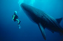 Martha Holmes swims with Whale Shark off Hawaii, 1991 on location for BBC NHU television series "Seatrek", Model released