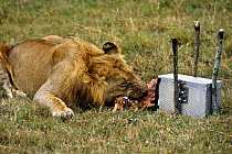 Remote camera filming lion eating prey,  for BBC television series 'Supersense' 1989