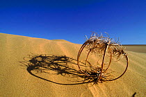 Birdcage evening primrose (tumbleweed) in sand dunes. Yuma Desert, Arizona, USA