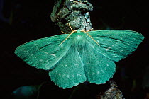Large Emerald moth, UK