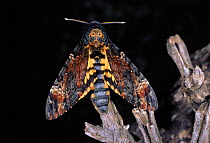 Deaths Head Hawk moth, Spain