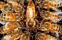 Queen Honey bee surrounded by worker bees (Apis mellifera) UK