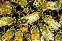 Queen and "court" of worker Honey bees (Apis mellifera) UK