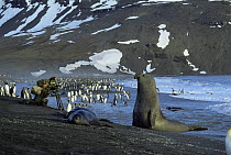 Camerman Mike Richards films King penguins watched by elephant seal, South Georgia. On location for 'Life in the Freezer' 1992