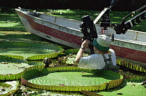 Camerman Tim Sheperd filming Giant Victoria water lily for BBC series Private Life of Plants, Brazil, 1993