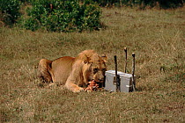 Remote camera in protective housing and bait used to film wild lion close up for BBC television series 'Lifesense'