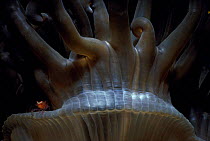 Symbiotic shrimp on basal disc of sea anemone, Red Sea