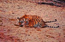 Female tiger with cub drinking water, Bandhavgarh NP, India
