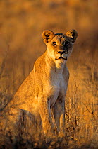 Lioness at sunrise (Panthera leo)  Kalahari Gemsbok NP South Africa