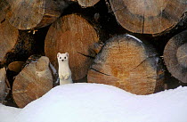 Stoat /Ermine in wood pile; winter coat (Mustela erminea) USA.
