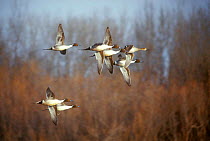 Pintail ducks in flight. (Anas acuta) Nebraska USA.