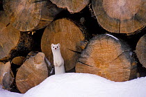 Stoat / Ermine in winter coat by wood pile (Mustela erminea) Grand Teton NP, USA