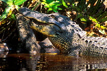 American Alligator eating Racoon, Sanibel Island Florida USA.