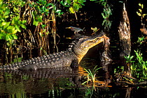 American Alligator eating Racoon, Sanibel Island Florida USA.