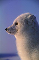 Arctic Fox Vulpes lagopus) head profile portrait, Hudson Bay, Canada.