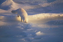Arctic Fox (Vulpes lagopus) Hudson Bay Canada