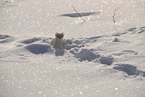 Stoat / Ermine in winter coat in snow (Mustela erminea) Wyoming, USA.