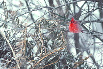 Northern cardinal fluffed up in tree. (Cardinalis cardinalis) Montana