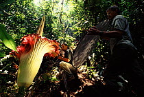 Filming Amorphophallus, the world's largest flower, in Sumatra rainforest for BBC television series 'The Private Life of Plants' August 1993.