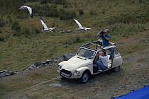 Filming imprinted snow geese flying against blue background, from moving car for television programme White Birds of Winter
