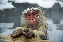 Portrait of 'Tokiwa', the first macaque to get into the hot spring, Japan. Photographed while filming for A Monkey for All Seasons.