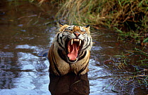 Tiger {Panthera tigris} in water yawning, Bandhavgarh NP, India