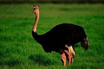 Ostrich in Ngorongoro (Struthio camelus) male vocalising Tanzania, Africa