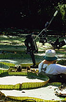 Cameraman Tim Shepherd filming Royal Water Lilies, on location in Brazil for BBC television series "Private Life of Plants", December 1993. Model released.