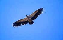 White Backed Vulture flying (Gyps africanus) Botswana