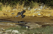 African harrier hawk (Polyboroides typus) chasing doves from water, Etosha NP, Namibia