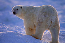 Polar Bear,Canada (Ursus maritimus)