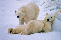 Polar Bear resting on snow, Canada